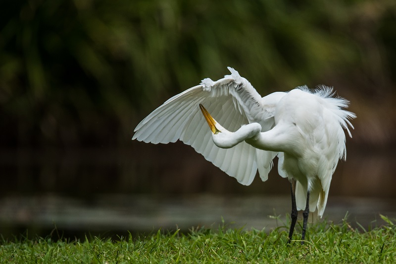 2 Vogel Kleiner Voor Site